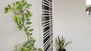 Bahçe verandasına tırmanan ünlü ev bitkisi çeşitleri..