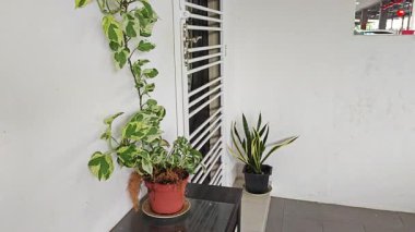 Bahçe verandasına tırmanan ünlü ev bitkisi çeşitleri..