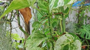 Bahçe verandasına tırmanan ünlü ev bitkisi çeşitleri..