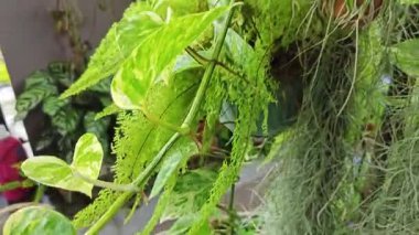 Bahçe verandasına tırmanan ünlü ev bitkisi çeşitleri..