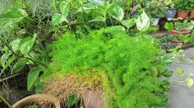 Bahçe verandasına tırmanan ünlü ev bitkisi çeşitleri..