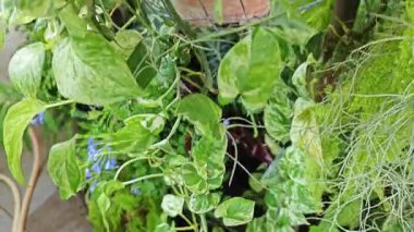 Bahçe verandasına tırmanan ünlü ev bitkisi çeşitleri..