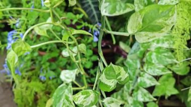 Bahçe verandasına tırmanan ünlü ev bitkisi çeşitleri..