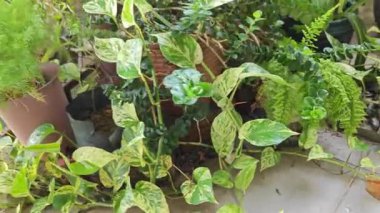 Bahçe verandasına tırmanan ünlü ev bitkisi çeşitleri..