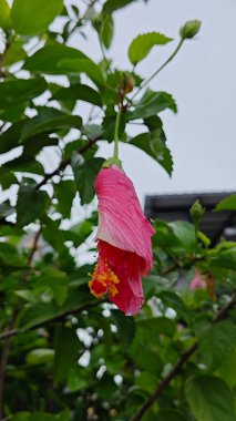 Yarı ölü, katlanmış kırmızı amber çiçeği gül yaprağı. . 