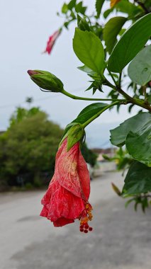 Yarı ölü, katlanmış kırmızı amber çiçeği gül yaprağı. . 