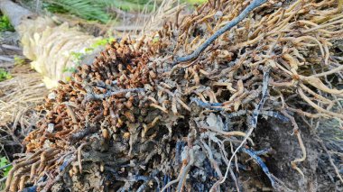 Tepedeki termit yuvası tarafından istila edilmiş fibröz ve adventiv kök sistemi yüzünden devrilmiş palmiye yağı..