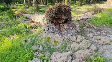 Tepedeki termit yuvası tarafından istila edilmiş fibröz ve adventiv kök sistemi yüzünden devrilmiş palmiye yağı..