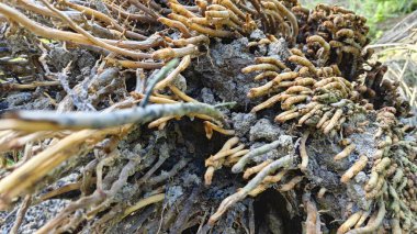 Tepedeki termit yuvası tarafından istila edilmiş fibröz ve adventiv kök sistemi yüzünden devrilmiş palmiye yağı..