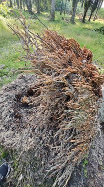 Tepedeki termit yuvası tarafından istila edilmiş fibröz ve adventiv kök sistemi yüzünden devrilmiş palmiye yağı..