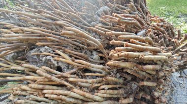 Tepedeki termit yuvası tarafından istila edilmiş fibröz ve adventiv kök sistemi yüzünden devrilmiş palmiye yağı..