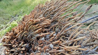 Tepedeki termit yuvası tarafından istila edilmiş fibröz ve adventiv kök sistemi yüzünden devrilmiş palmiye yağı..