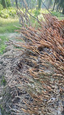 Tepedeki termit yuvası tarafından istila edilmiş fibröz ve adventiv kök sistemi yüzünden devrilmiş palmiye yağı..