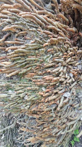 Tepedeki termit yuvası tarafından istila edilmiş fibröz ve adventiv kök sistemi yüzünden devrilmiş palmiye yağı..