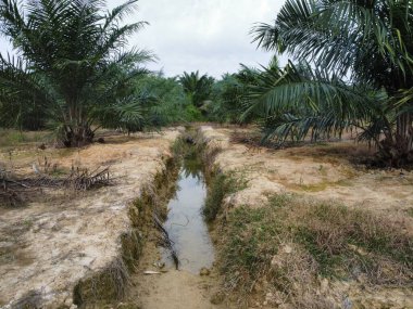 Kırsal kesimdeki insanların nehir yaptığı ya da palmiye yağı tarlalarında aktığı bir yer..