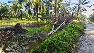 Kırsal kesimdeki insanların nehir yaptığı ya da palmiye yağı tarlalarında aktığı bir yer..