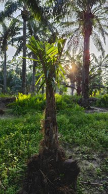 Parlak güneş ışığı uzak fidanlıktaki yapraklı palmiye ağaçlarının arasından ışıldıyor..