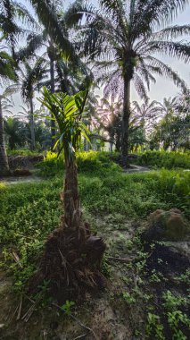 Parlak güneş ışığı uzak fidanlıktaki yapraklı palmiye ağaçlarının arasından ışıldıyor..