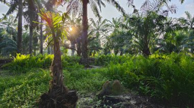 Parlak güneş ışığı uzak fidanlıktaki yapraklı palmiye ağaçlarının arasından ışıldıyor..