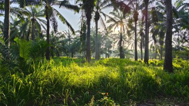 Parlak güneş ışığı uzak fidanlıktaki yapraklı palmiye ağaçlarının arasından ışıldıyor..