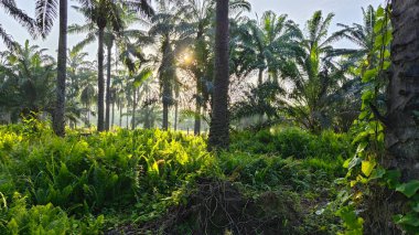 Parlak güneş ışığı uzak fidanlıktaki yapraklı palmiye ağaçlarının arasından ışıldıyor..
