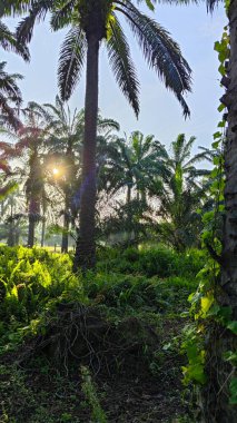 Parlak güneş ışığı uzak fidanlıktaki yapraklı palmiye ağaçlarının arasından ışıldıyor..