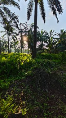 Parlak güneş ışığı uzak fidanlıktaki yapraklı palmiye ağaçlarının arasından ışıldıyor..