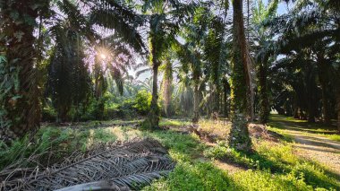 Parlak güneş ışığı uzak fidanlıktaki yapraklı palmiye ağaçlarının arasından ışıldıyor..