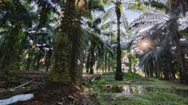 Parlak güneş ışığı uzak fidanlıktaki yapraklı palmiye ağaçlarının arasından ışıldıyor..