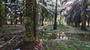 Parlak güneş ışığı uzak fidanlıktaki yapraklı palmiye ağaçlarının arasından ışıldıyor..