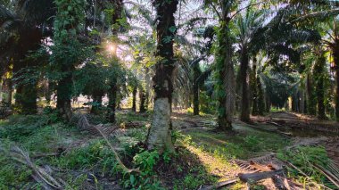 Parlak güneş ışığı uzak fidanlıktaki yapraklı palmiye ağaçlarının arasından ışıldıyor..