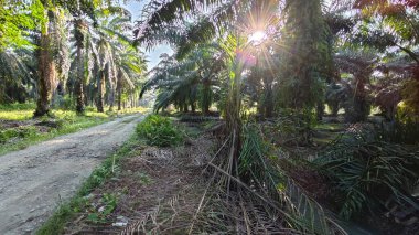 Parlak güneş ışığı uzak fidanlıktaki yapraklı palmiye ağaçlarının arasından ışıldıyor..