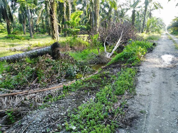 Kırsal kesimdeki insanların nehir yaptığı ya da palmiye yağı tarlalarında aktığı bir yer..