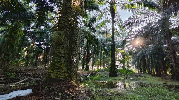 Parlak güneş ışığı uzak fidanlıktaki yapraklı palmiye ağaçlarının arasından ışıldıyor..