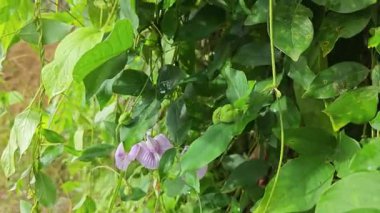 Yabani menekşe, gövdenin etrafına kelebek çiçeği sarmaşığı serpti.. 