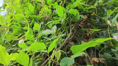 Yabani menekşe, gövdenin etrafına kelebek çiçeği sarmaşığı serpti.. 