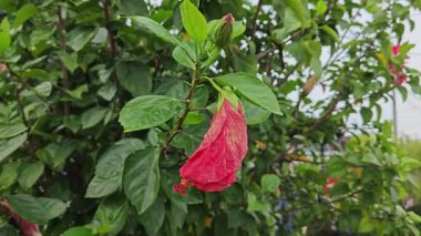 Yarı ölü, katlanmış kırmızı amber çiçeği gül yaprağı. . 