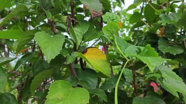 Yarı ölü, katlanmış kırmızı amber çiçeği gül yaprağı. . 