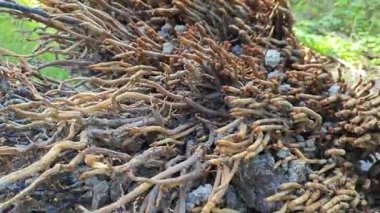 Tepedeki termit yuvası tarafından istila edilmiş fibröz ve adventiv kök sistemi yüzünden devrilmiş palmiye yağı..