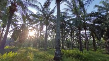 Parlak güneş ışığı uzak fidanlıktaki yapraklı palmiye ağaçlarının arasından ışıldıyor..