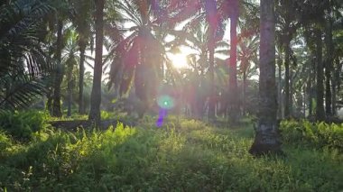 Parlak güneş ışığı uzak fidanlıktaki yapraklı palmiye ağaçlarının arasından ışıldıyor..