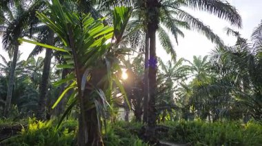 Parlak güneş ışığı uzak fidanlıktaki yapraklı palmiye ağaçlarının arasından ışıldıyor..