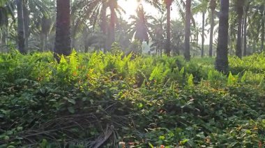 Parlak güneş ışığı uzak fidanlıktaki yapraklı palmiye ağaçlarının arasından ışıldıyor..