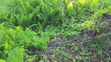 Parlak güneş ışığı uzak fidanlıktaki yapraklı palmiye ağaçlarının arasından ışıldıyor..