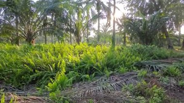 Parlak güneş ışığı uzak fidanlıktaki yapraklı palmiye ağaçlarının arasından ışıldıyor..