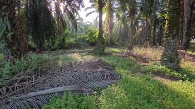 Parlak güneş ışığı uzak fidanlıktaki yapraklı palmiye ağaçlarının arasından ışıldıyor..