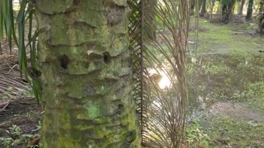 Parlak güneş ışığı uzak fidanlıktaki yapraklı palmiye ağaçlarının arasından ışıldıyor..