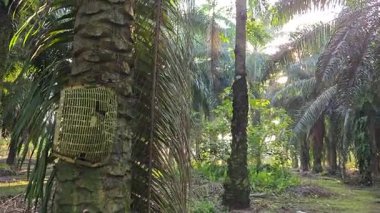 Parlak güneş ışığı uzak fidanlıktaki yapraklı palmiye ağaçlarının arasından ışıldıyor..