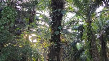 Parlak güneş ışığı uzak fidanlıktaki yapraklı palmiye ağaçlarının arasından ışıldıyor..