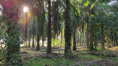 Parlak güneş ışığı uzak fidanlıktaki yapraklı palmiye ağaçlarının arasından ışıldıyor..